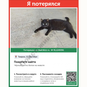 Потерялся Кот (Порода не известна)