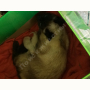 Найдена Кошка (Тайская кошка) Найдена Кошка (Тайская кошка)