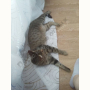 Найден Кот (Мейн-кун) Найден Кот (Мейн-кун)