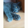 Найдена Кошка (Британская короткошёрстная кошка) Найдена Кошка (Британская короткошёрстная кошка)