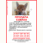 Потерялась Собака (Сиба-ину) Потерялась Собака (Сиба-ину)