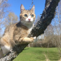 Потерялась Кошка (Домашняя) Потерялась Кошка (Домашняя)