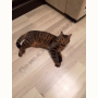 Потерялся Кот (Домашняя)