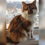 Потерялся Кот (1) Потерялся Кот (1)