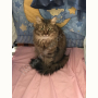 Потерялся Кот (Домашняя) Потерялся Кот (Домашняя)