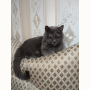 Потерялась Кошка (Бразильская короткошёрстная кошка) Потерялась Кошка (Бразильская короткошёрстная кошка)