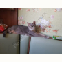 Потерялась Кошка (Абиссинская кошка) Потерялась Кошка (Абиссинская кошка)